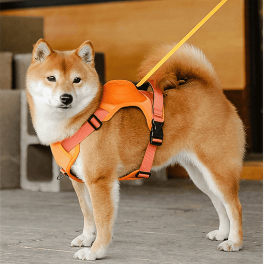 All in one Dog Harness and Leash Set